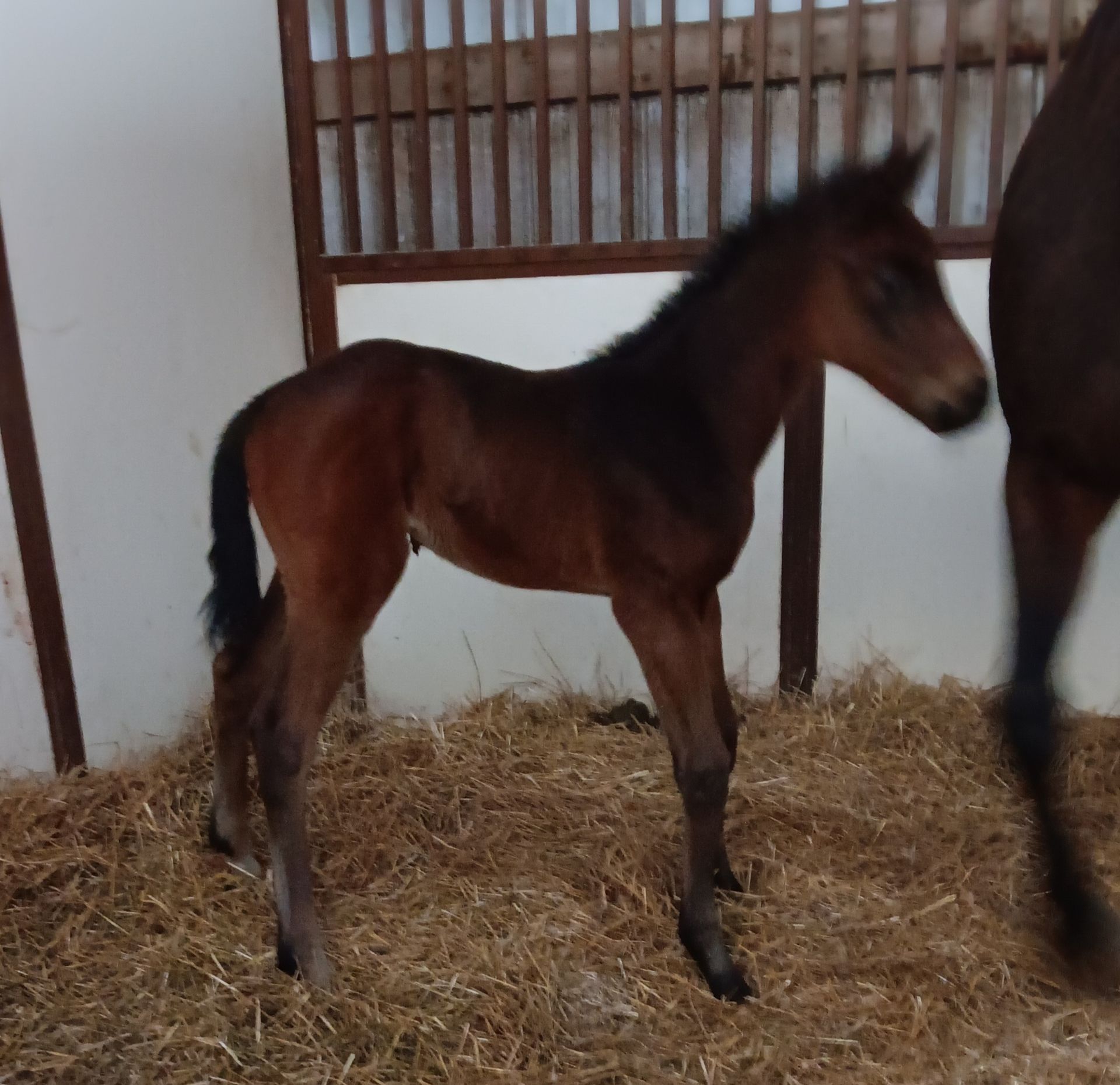 Small Brown Horse — St. Michael, MN — Wind-N-Wood Farm