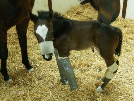 Horse with Duct Tape — St. Michael, MN — Wind-N-Wood Farm