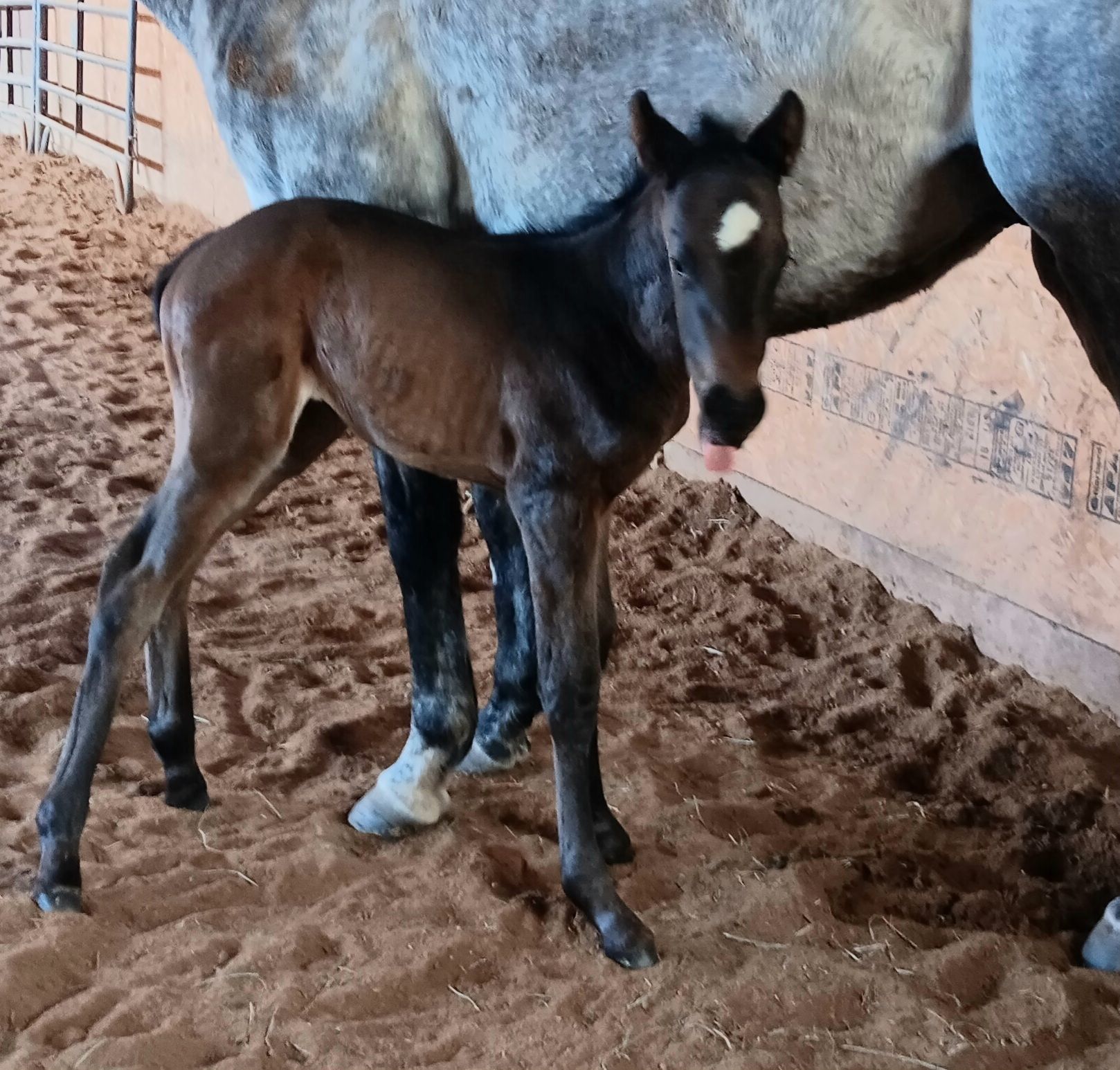 A brown foal standing next to a gray horse
