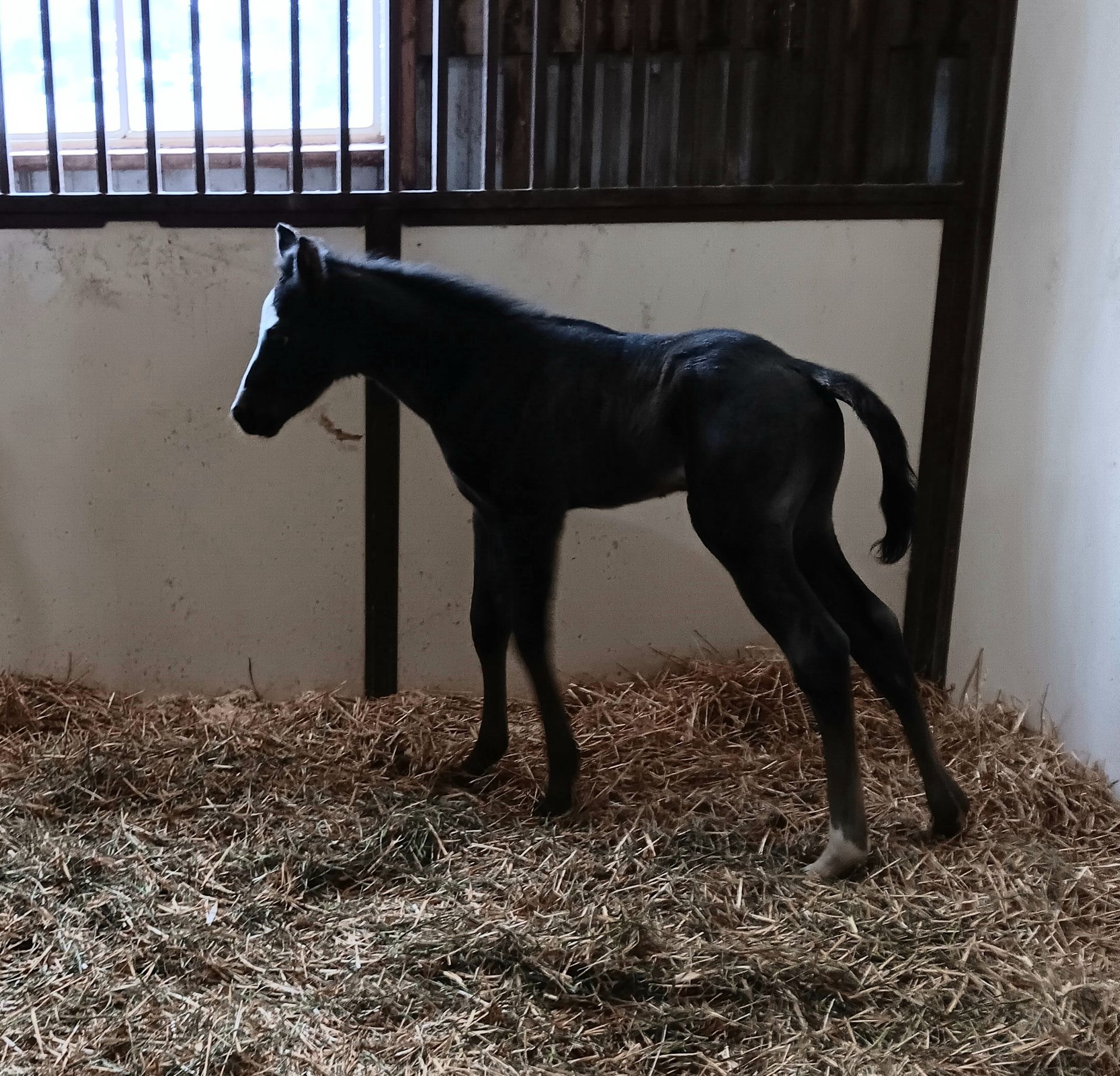 A dark-colored foal with a white blaze on its face stands in a stall filled with straw bedding.