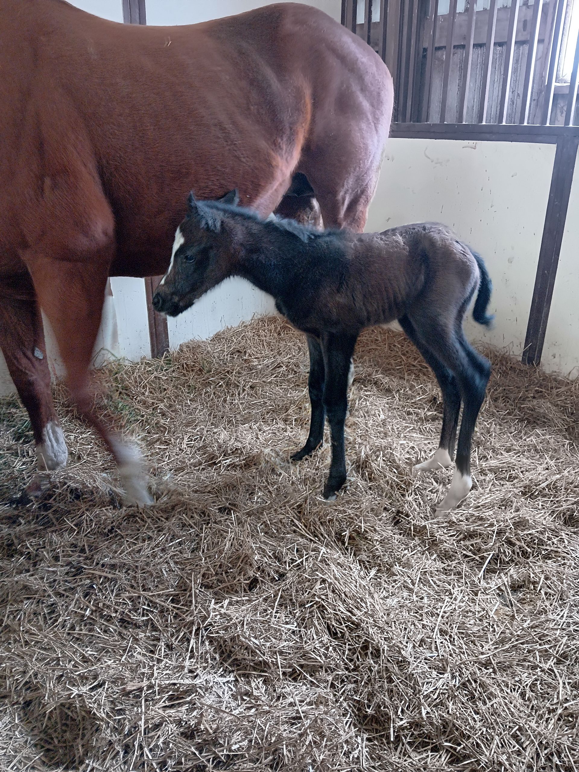 A dark newborn foal standing on wood shavings in a stall next to a brown mare.