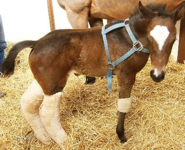 Horse with Harness — St. Michael, MN — Wind-N-Wood Farm
