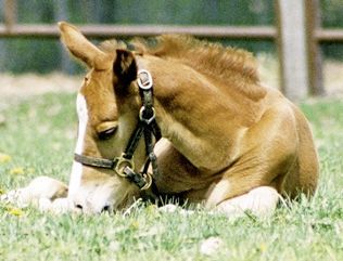 Quarter Horse Colt — St. Michael, MN — Wind-N-Wood Farm