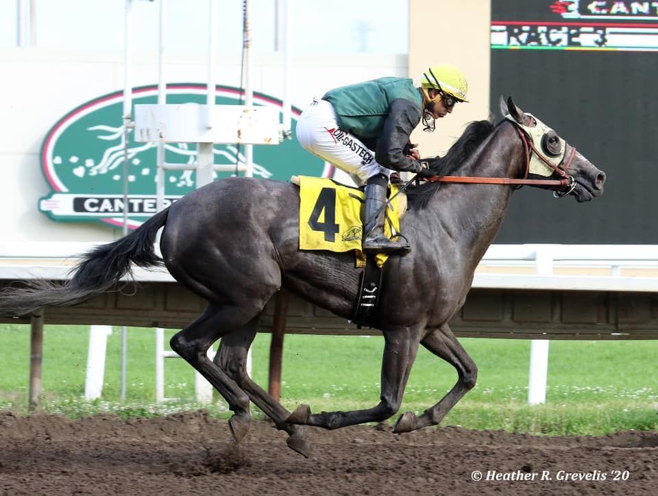 Small Brown Horse with White Spot — St. Michael, MN — Wind-N-Wood Farm