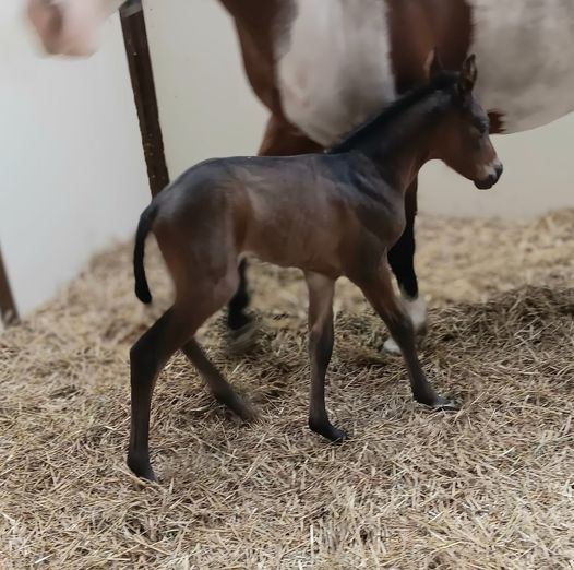 Paint colt born 6/22/24 — St. Michael, MN — Wind-N-Wood Farm