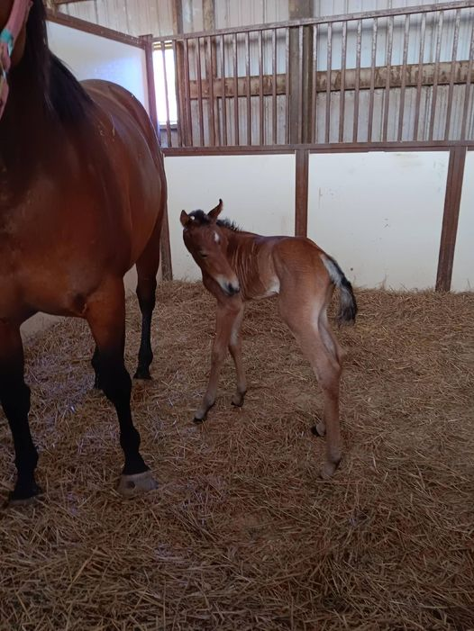 Quarter Horse Filly born 6/8/24 — St. Michael, MN — Wind-N-Wood Farm