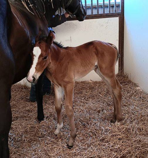 Quarter Horse Colt born 6/9/24 — St. Michael, MN — Wind-N-Wood Farm