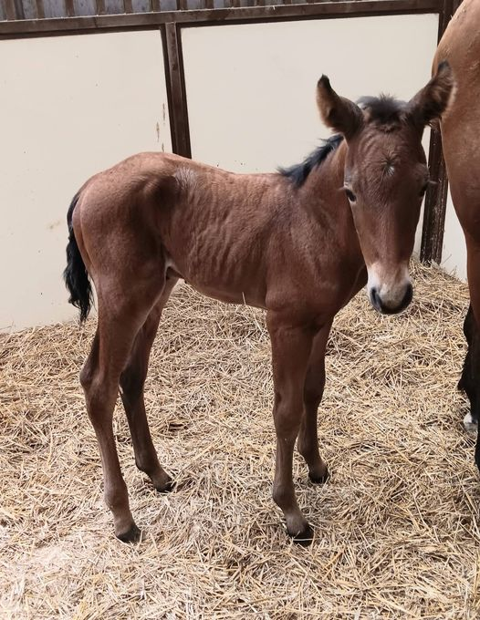 Quarter Horse Colt born 5/26/24 — St. Michael, MN — Wind-N-Wood Farm