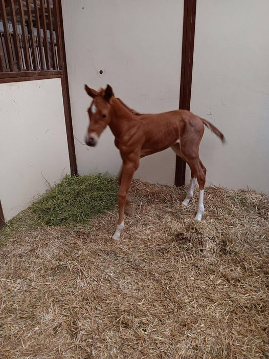 Quarter Horse Filly born 6/11/24 — St. Michael, MN — Wind-N-Wood Farm