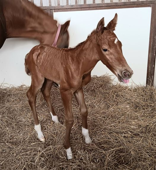 Quarter Horse Colt born 5/7/24 — St. Michael, MN — Wind-N-Wood Farm