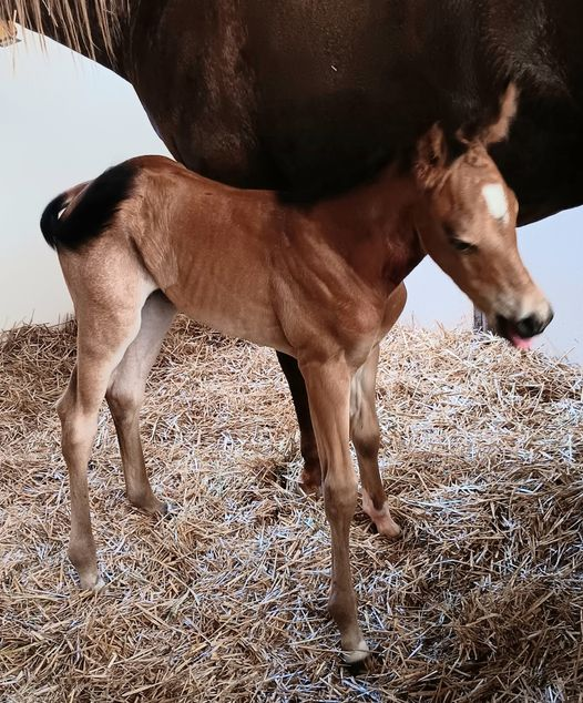 Quarter Horse colt born 6/2/24 — St. Michael, MN — Wind-N-Wood Farm