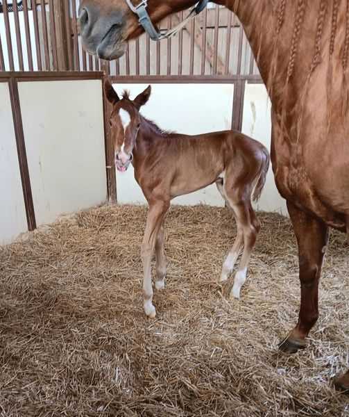 Paint colt born 5/22/24 — St. Michael, MN — Wind-N-Wood Farm