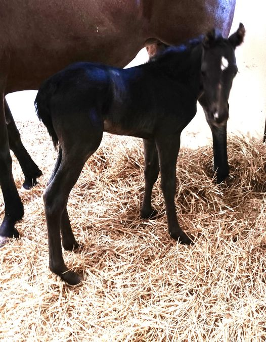 Quarter Horse colt born 5/7/24 — St. Michael, MN — Wind-N-Wood Farm