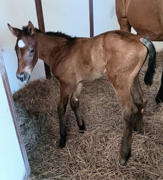 Thoroughbred Filly born 5/4/24 — St. Michael, MN — Wind-N-Wood Farm