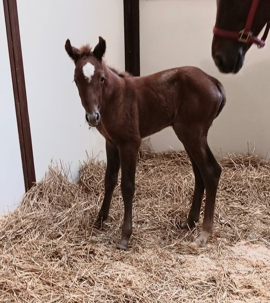 Quarter Horse filly born 5/1/24 — St. Michael, MN — Wind-N-Wood Farm