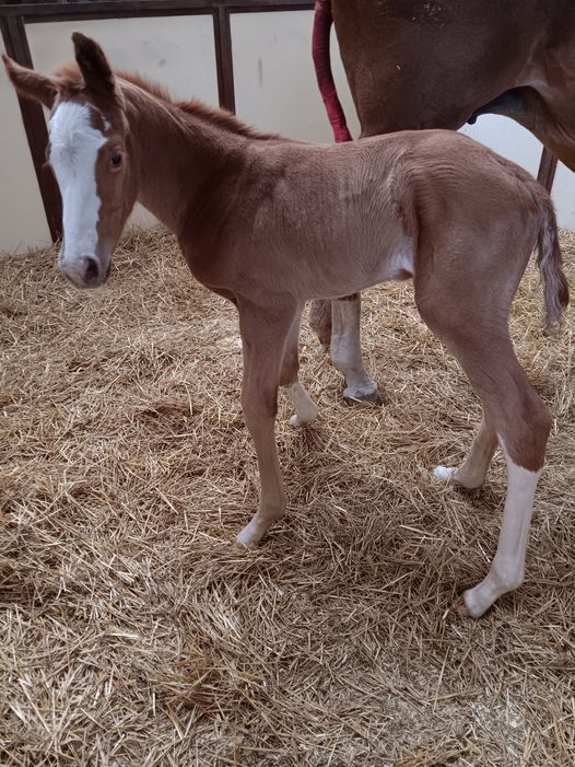 Thoroughbred Filly born 4/26/24 — St. Michael, MN — Wind-N-Wood Farm