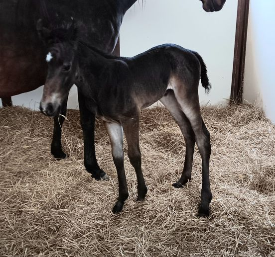 Quarter Horse colt born 4/26/24 — St. Michael, MN — Wind-N-Wood Farm