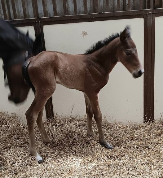 Quarter Horse Filly born 4/21/24 — St. Michael, MN — Wind-N-Wood Farm