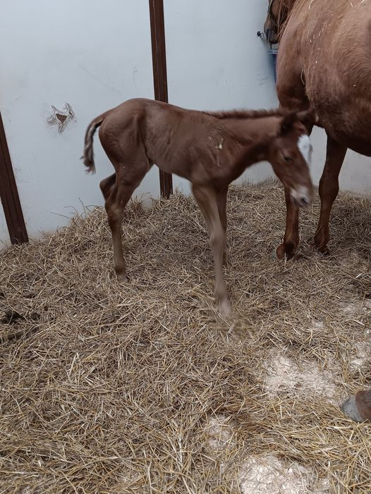 Quarter Horse filly born 4/19/21 — St. Michael, MN — Wind-N-Wood Farm