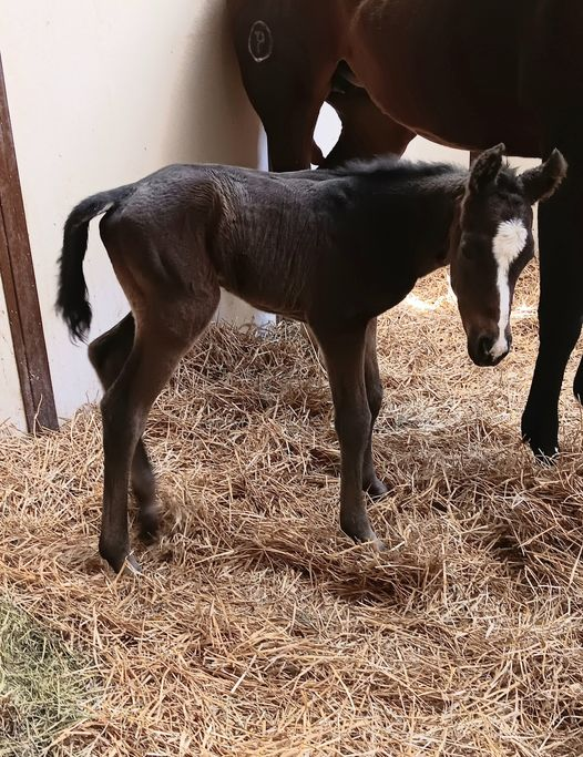 Quarter Horse colt born 4/19/24 — St. Michael, MN — Wind-N-Wood Farm