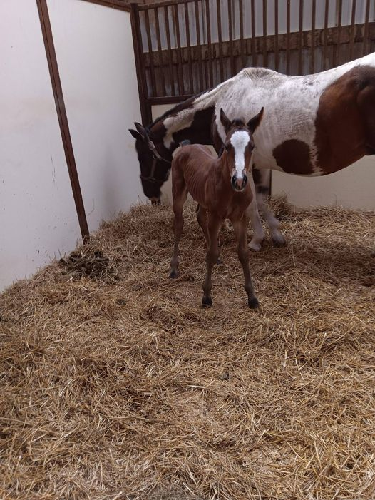 Paint Colt born 5/20/24 — St. Michael, MN — Wind-N-Wood Farm
