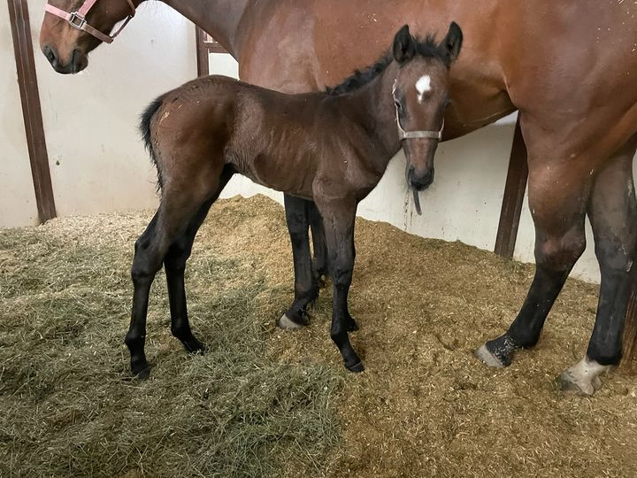 Thoroughbred Colt born 4/14/15 — St. Michael, MN — Wind-N-Wood Farm