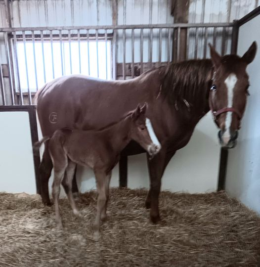 Quarter Horse Colt born 4/15/24 — St. Michael, MN — Wind-N-Wood Farm