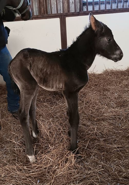 Thoroughbred Filly born 4/4/24 — St. Michael, MN — Wind-N-Wood Farm