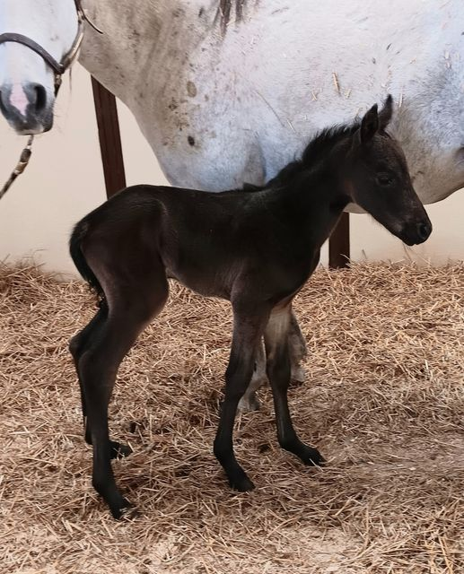Quarter Horse Colt born 4/4/24 — St. Michael, MN — Wind-N-Wood Farm