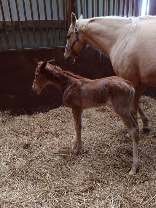 Quarter Horse Colt born 3/31/24 — St. Michael, MN — Wind-N-Wood Farm