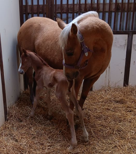 Quarter Horse Filly born 3/31/24 — St. Michael, MN — Wind-N-Wood Farm