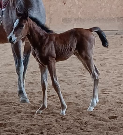 Quarter Horse Filly born 3/30/24 — St. Michael, MN — Wind-N-Wood Farm