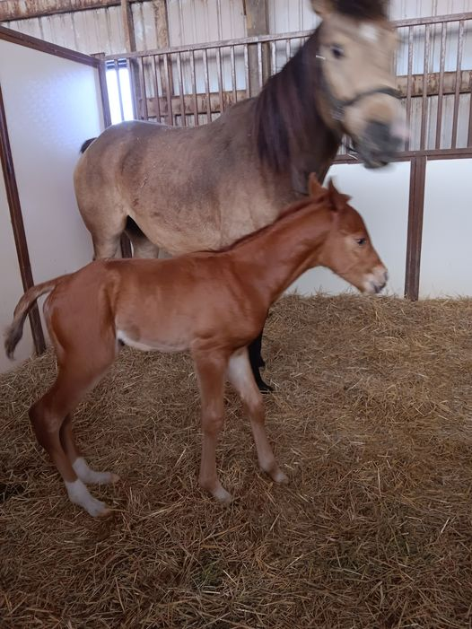 Quarter Horse Colt born 3/30/24 — St. Michael, MN — Wind-N-Wood Farm