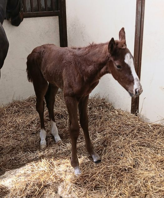 Thoroughbred Colt born 3/28/24 — St. Michael, MN — Wind-N-Wood Farm
