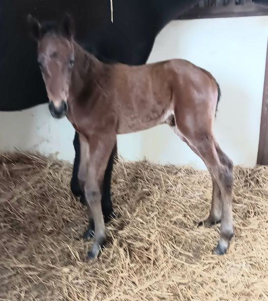 Thoroughbred Colt born 3/26/24 — St. Michael, MN — Wind-N-Wood Farm