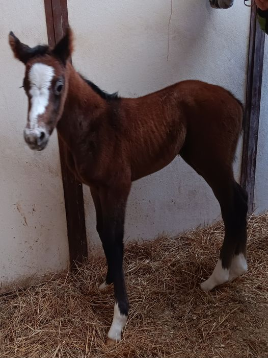 Thoroughbred Filly born 3/23/24 — St. Michael, MN — Wind-N-Wood Farm