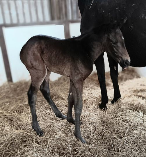Thoroughbred Filly born 3/23/24 — St. Michael, MN — Wind-N-Wood Farm
