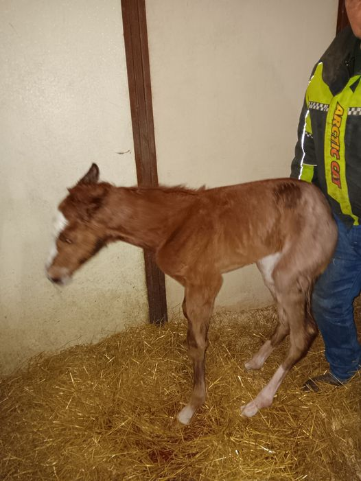Quarter Horse colt born 3/20/24 — St. Michael, MN — Wind-N-Wood Farm