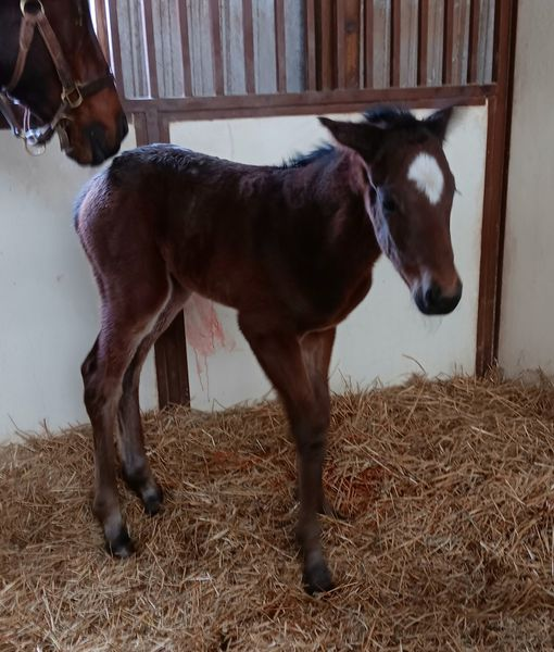 Thoroughbred Colt born 3/18/24 — St. Michael, MN — Wind-N-Wood Farm
