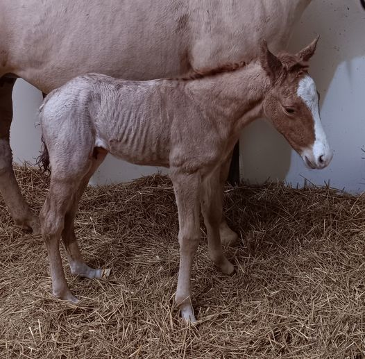 Quarter Horse colt born 3/16/24 — St. Michael, MN — Wind-N-Wood Farm