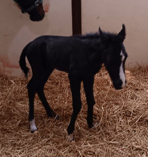 Quarter Horse colt born 3/11/24 — St. Michael, MN — Wind-N-Wood Farm