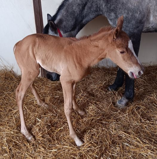 Quarter Horse filly born 3/11/24 — St. Michael, MN — Wind-N-Wood Farm