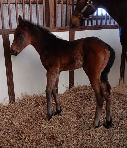 Thoroughbred Colt born 2/18/24 — St. Michael, MN — Wind-N-Wood Farm