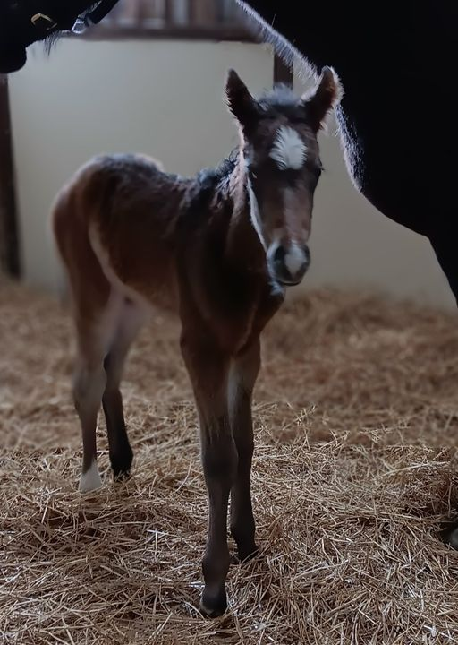 Quarter Horse filly born 2/15/24 — St. Michael, MN — Wind-N-Wood Farm