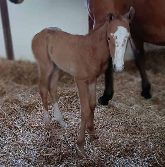 Quarter Horse colt born 2/13/24 — St. Michael, MN — Wind-N-Wood Farm