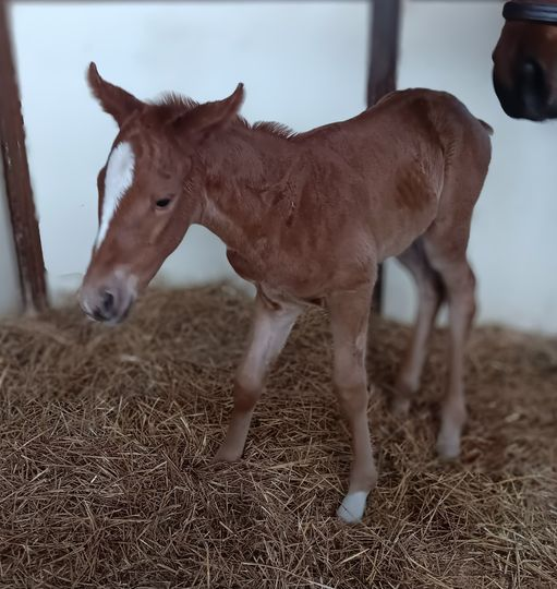 Thoroughbred filly born 2/10/24 — St. Michael, MN — Wind-N-Wood Farm