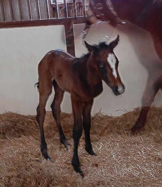 Quarter Horse Filly born 1/28/24 — St. Michael, MN — Wind-N-Wood Farm
