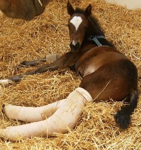 Horse Laying Down — St. Michael, MN — Wind-N-Wood Farm