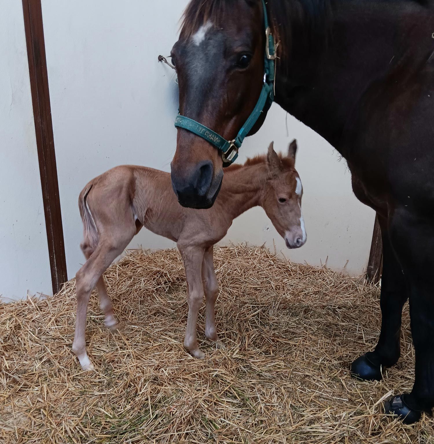 Quarter Horse filly born 4/15/26