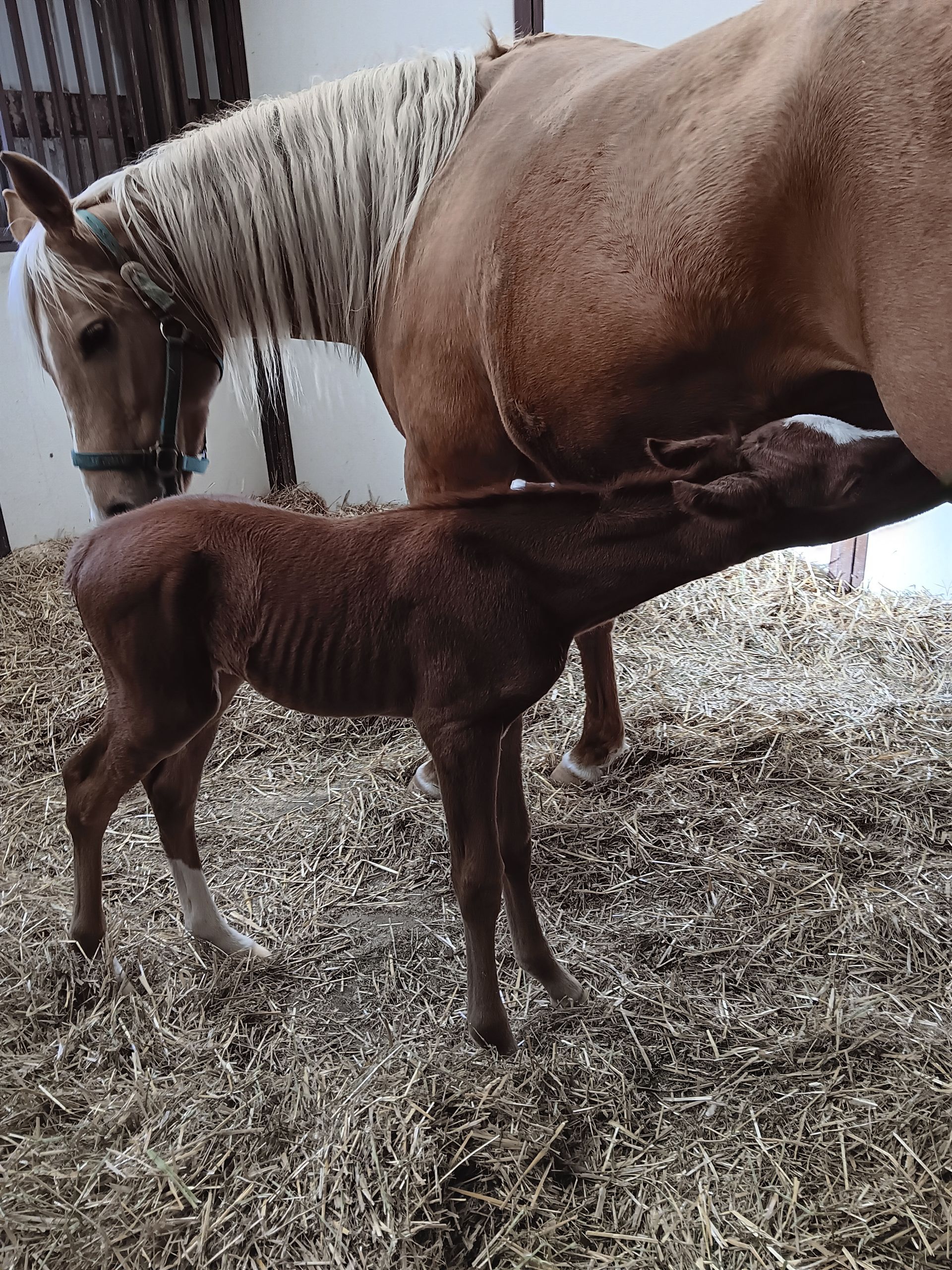 Foal nursing from its mother, both horses are in a stall with hay.